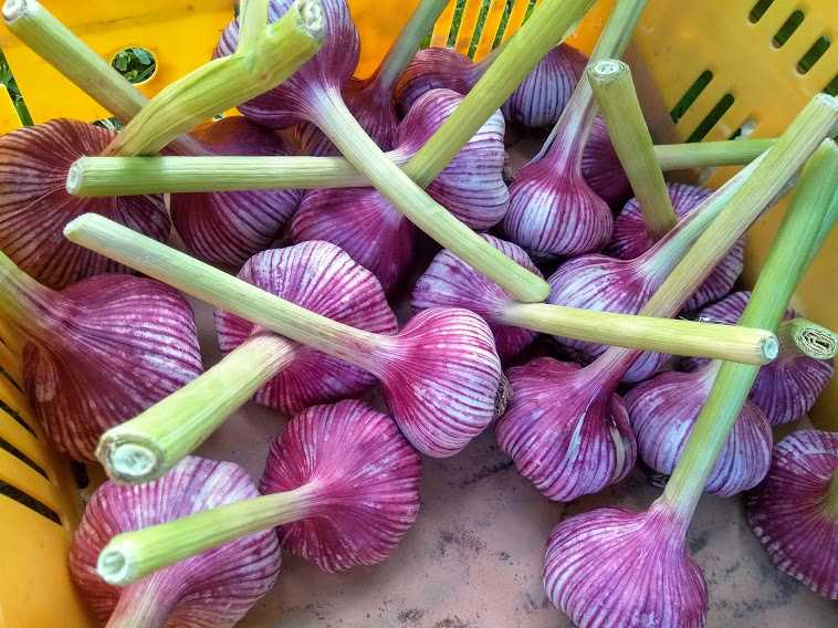 hawkes-bay-farmers-market-te-mata-garlic